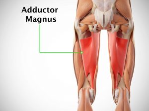 ADDUCTOR MAGNUS