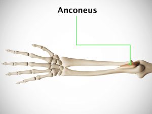 ANCONEUS