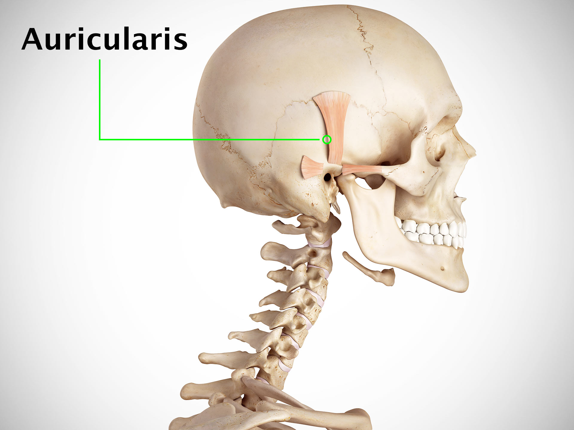 AURICULARIS