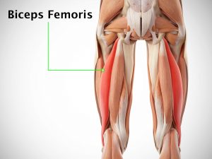 BICEPS FEMORIS