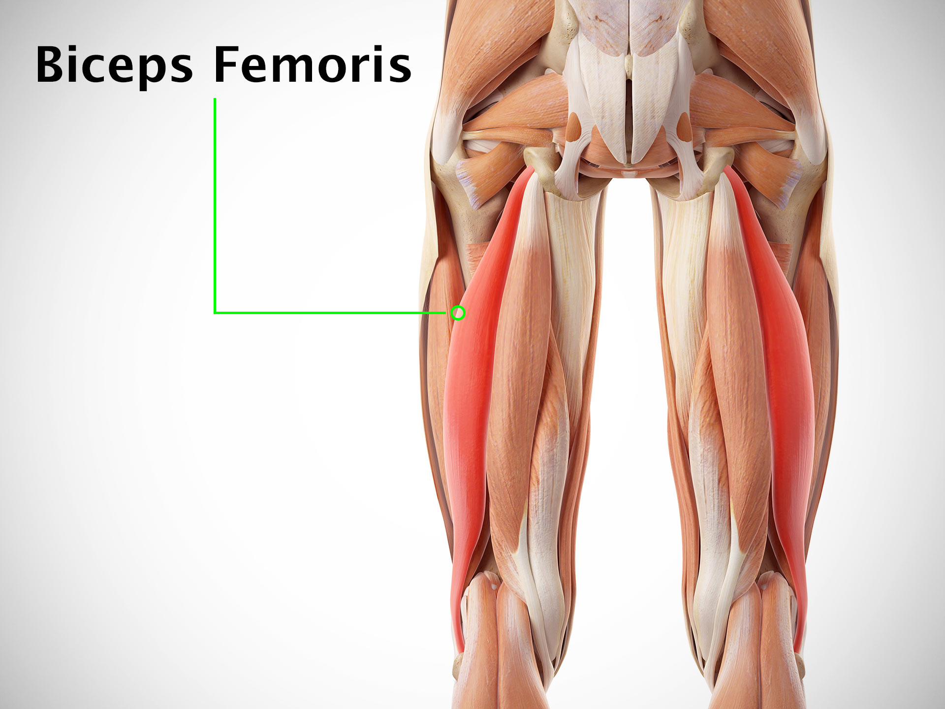 BICEPS FEMORIS