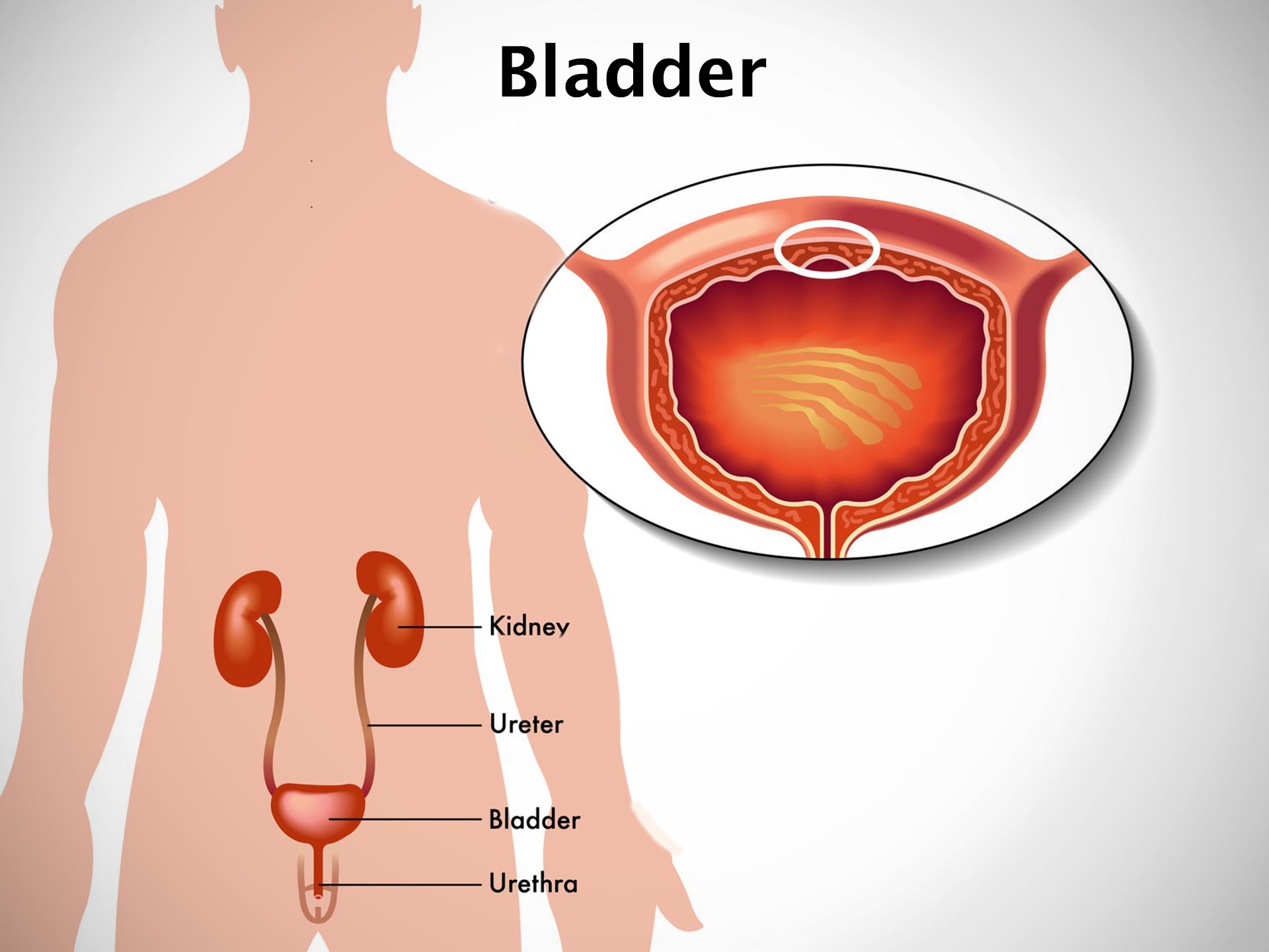 BLADDER