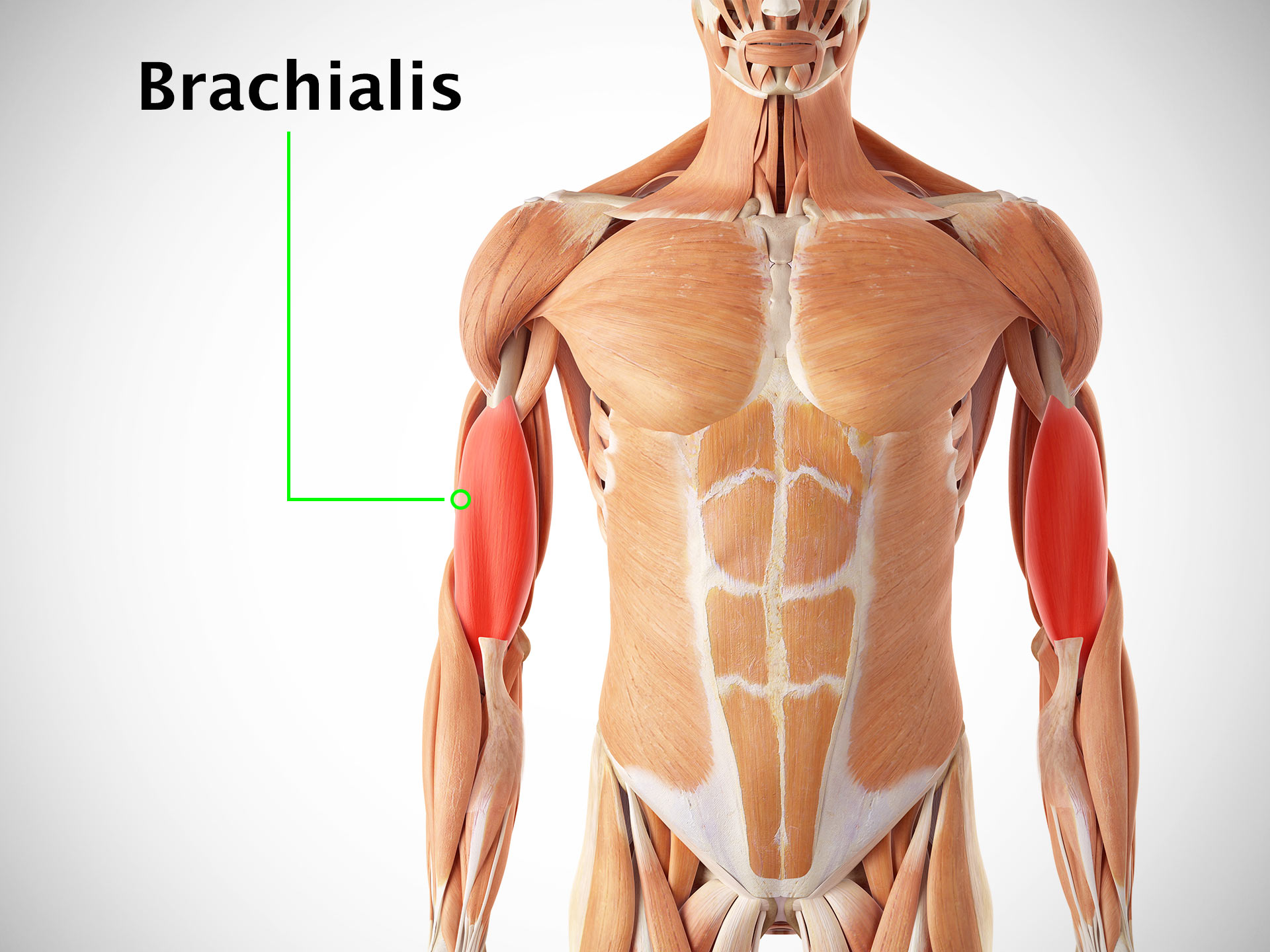 BRACHIALIS