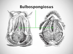 BULBOSPONGIOSUS