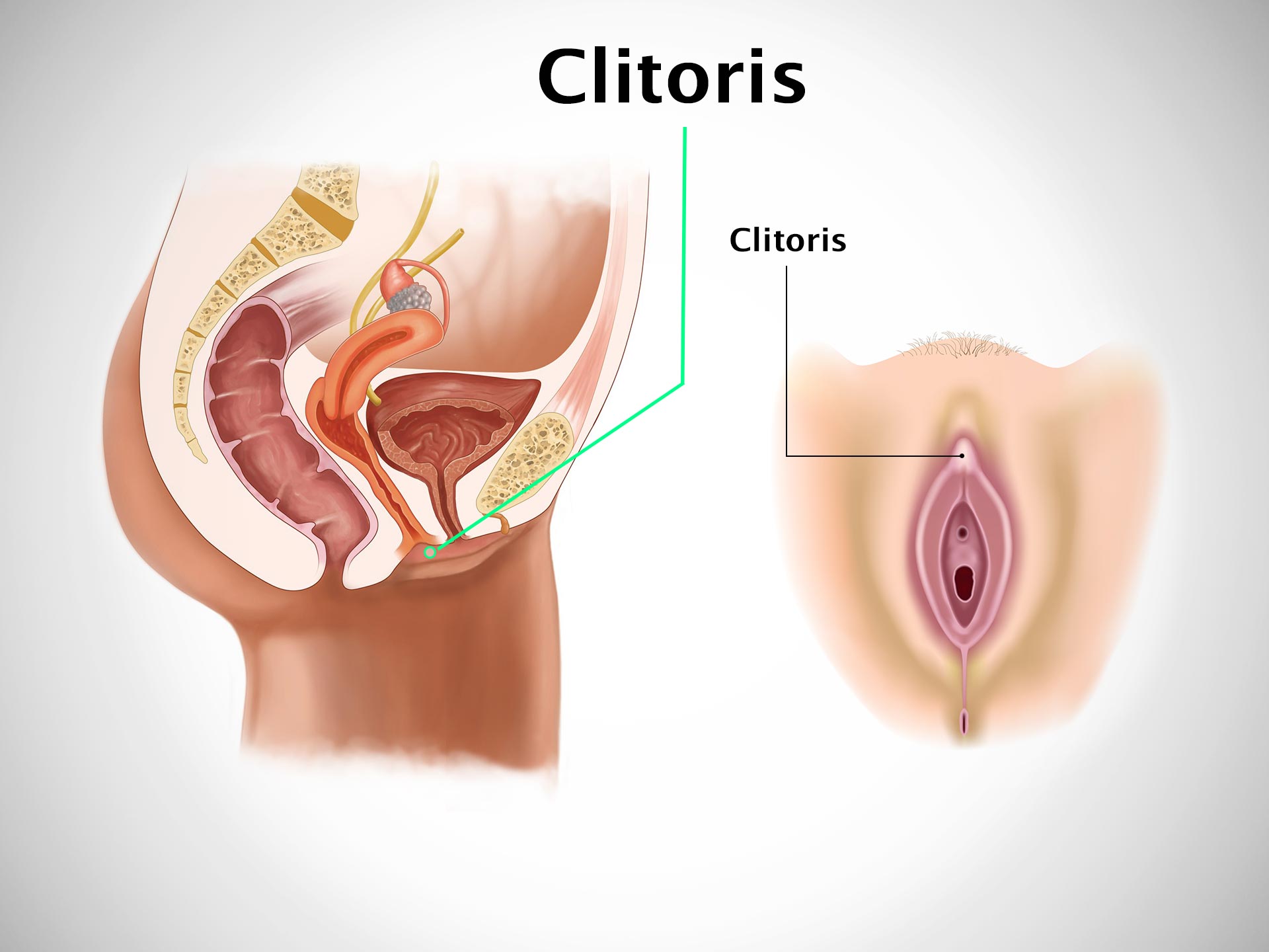 CLITORIS