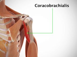 CORACOBRACHIALIS