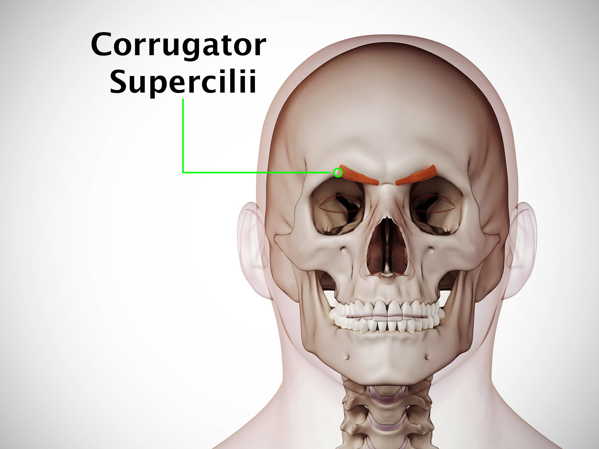 CORRUGATOR SUPERCILII