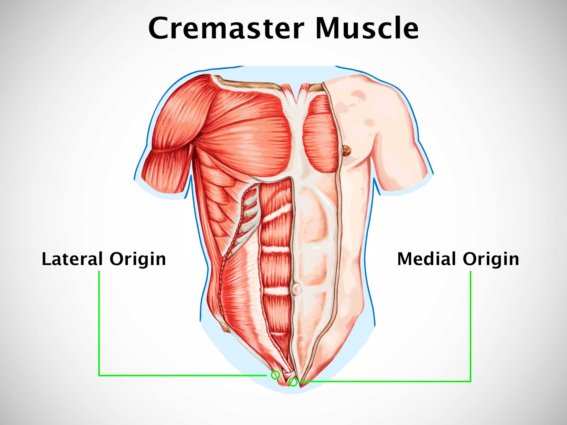 CREMASTER MUSCLE