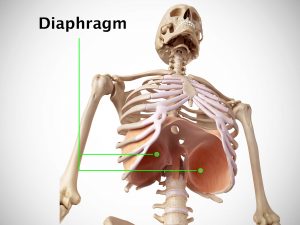 DIAPHRAGM