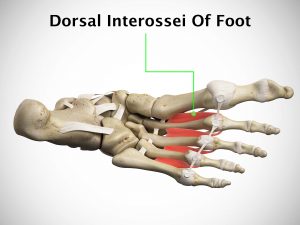 DORSAL INTEROSSEI OF FOOT