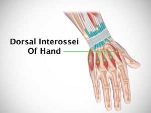 DORSAL INTEROSSEI OF HAND