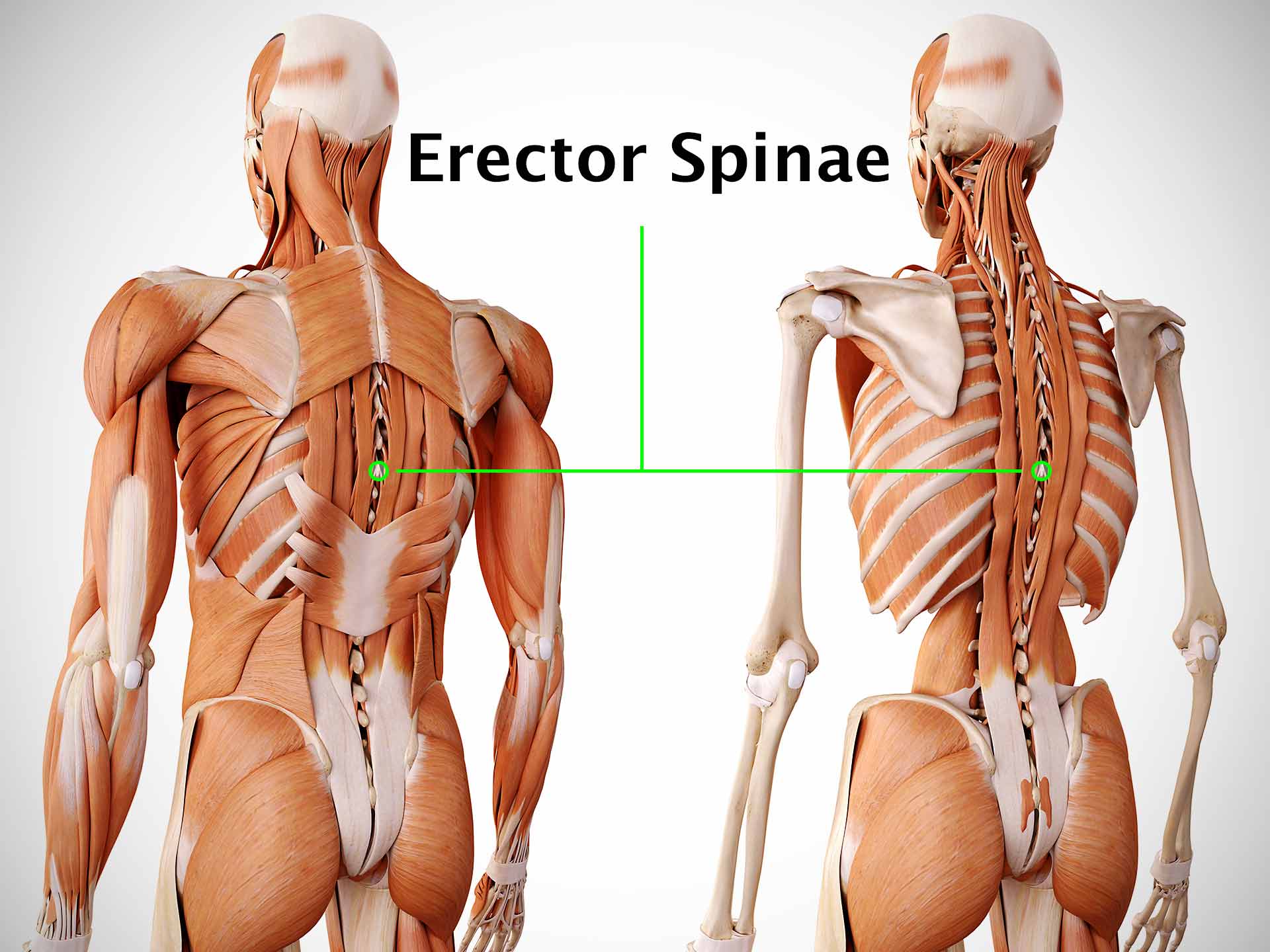 ERECTOR SPINAE