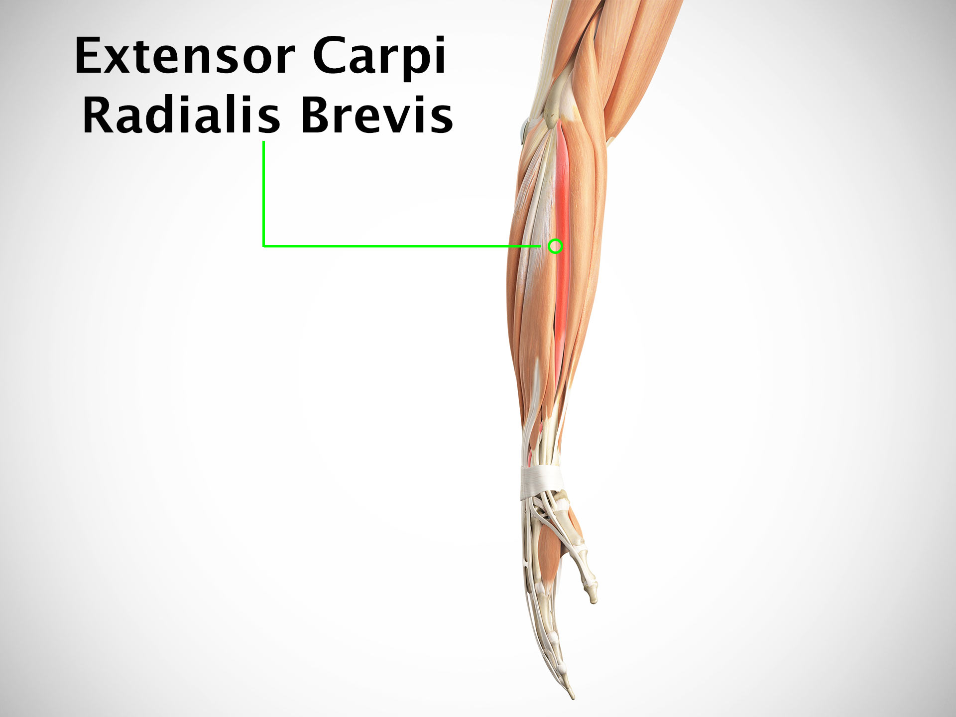 EXTENSOR CARPI RADIALIS BREVIS