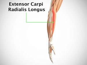 EXTENSOR CARPI RADIALIS LONGUS