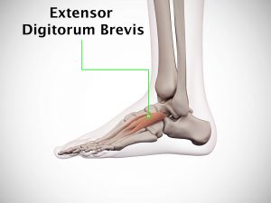 EXTENSOR DIGITORUM BREVIS