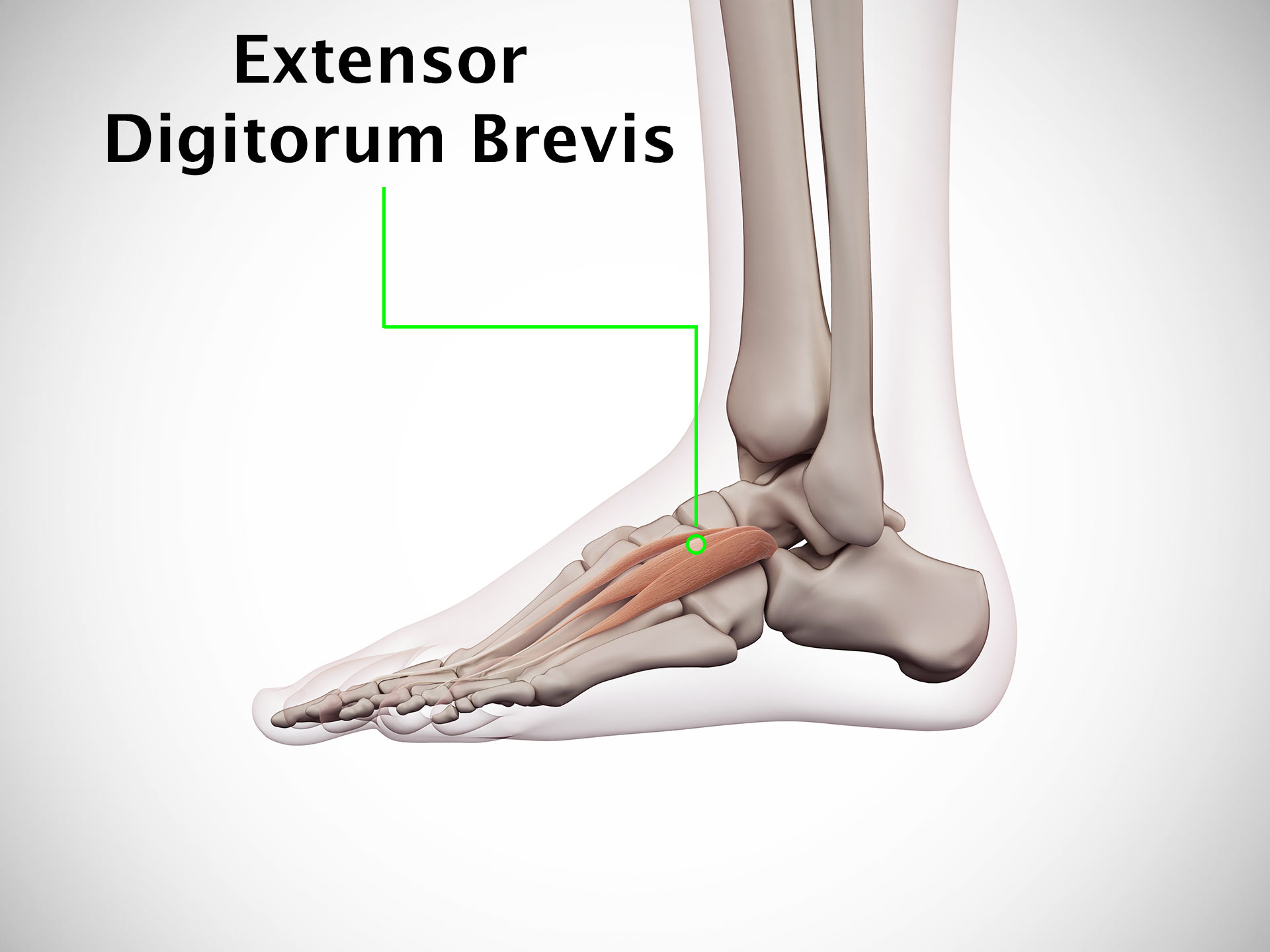 EXTENSOR DIGITORUM BREVIS