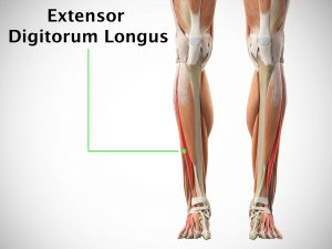 EXTENSOR DIGITORUM LONGUS