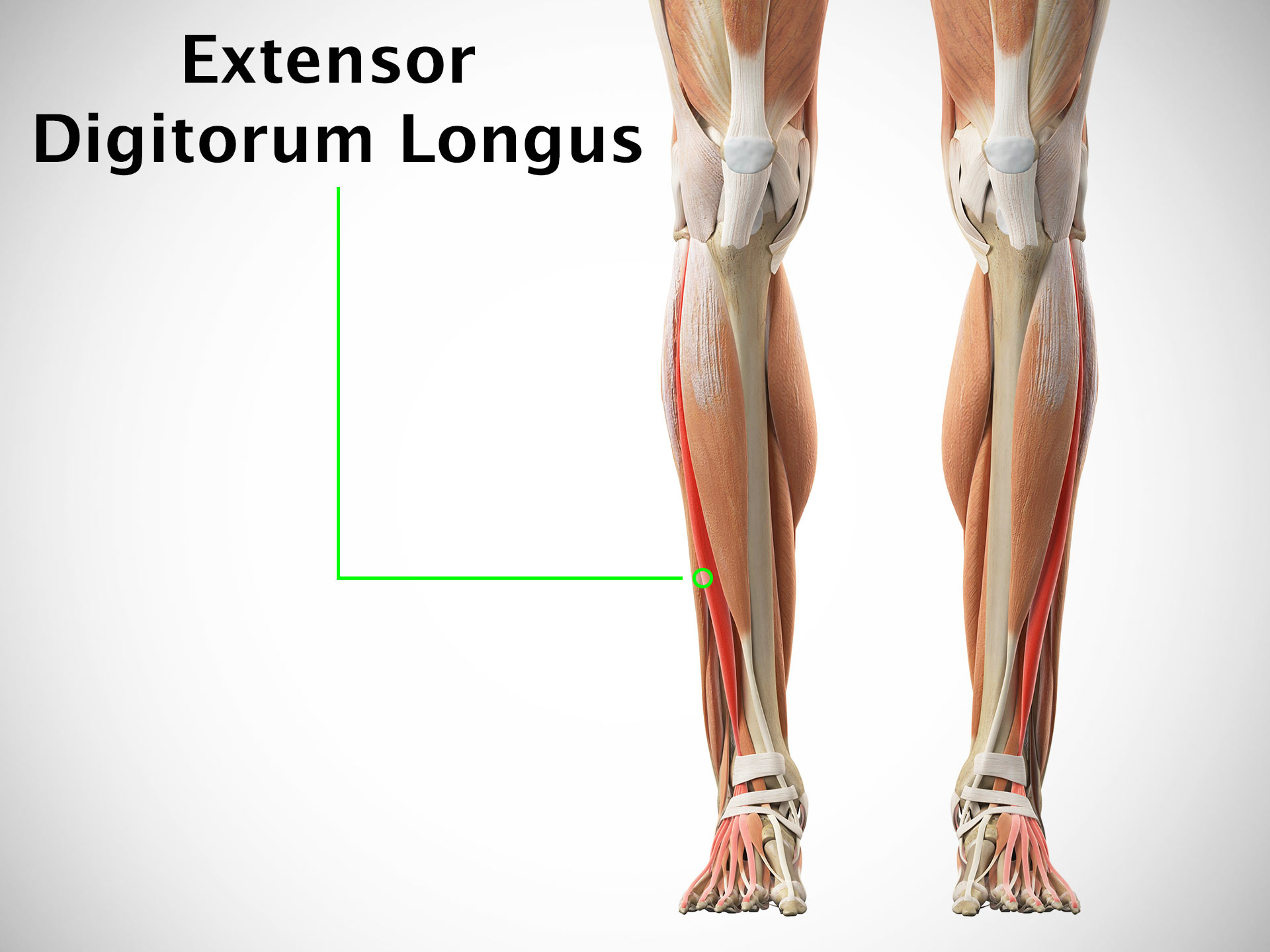 EXTENSOR DIGITORUM LONGUS