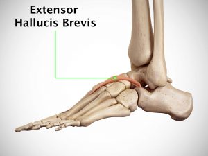 EXTENSOR HALLUCIS BREVIS