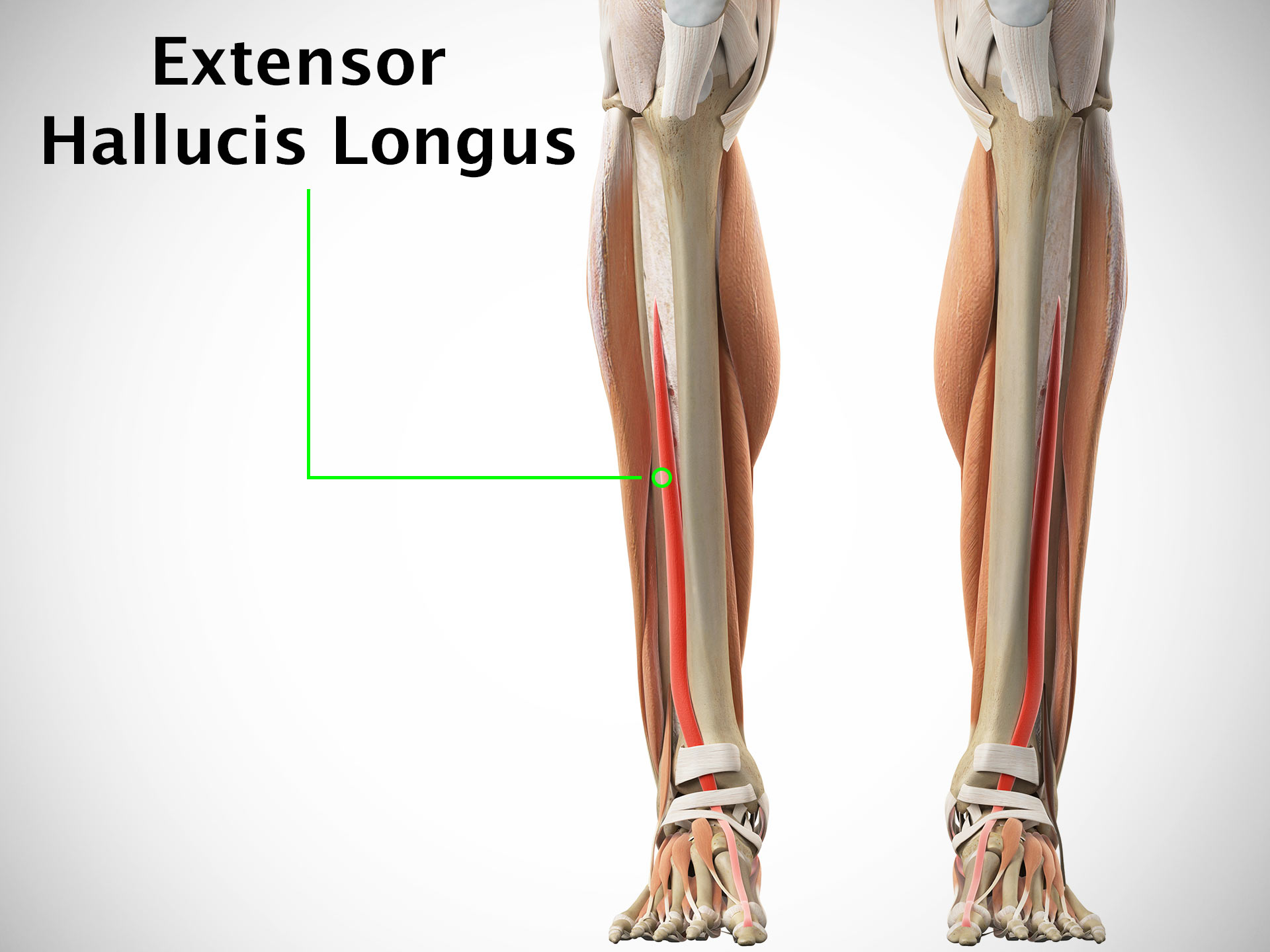 EXTENSOR HALLUCIS LONGUS