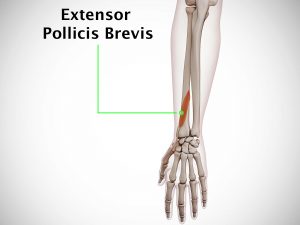 EXTENSOR POLLICIS BREVIS