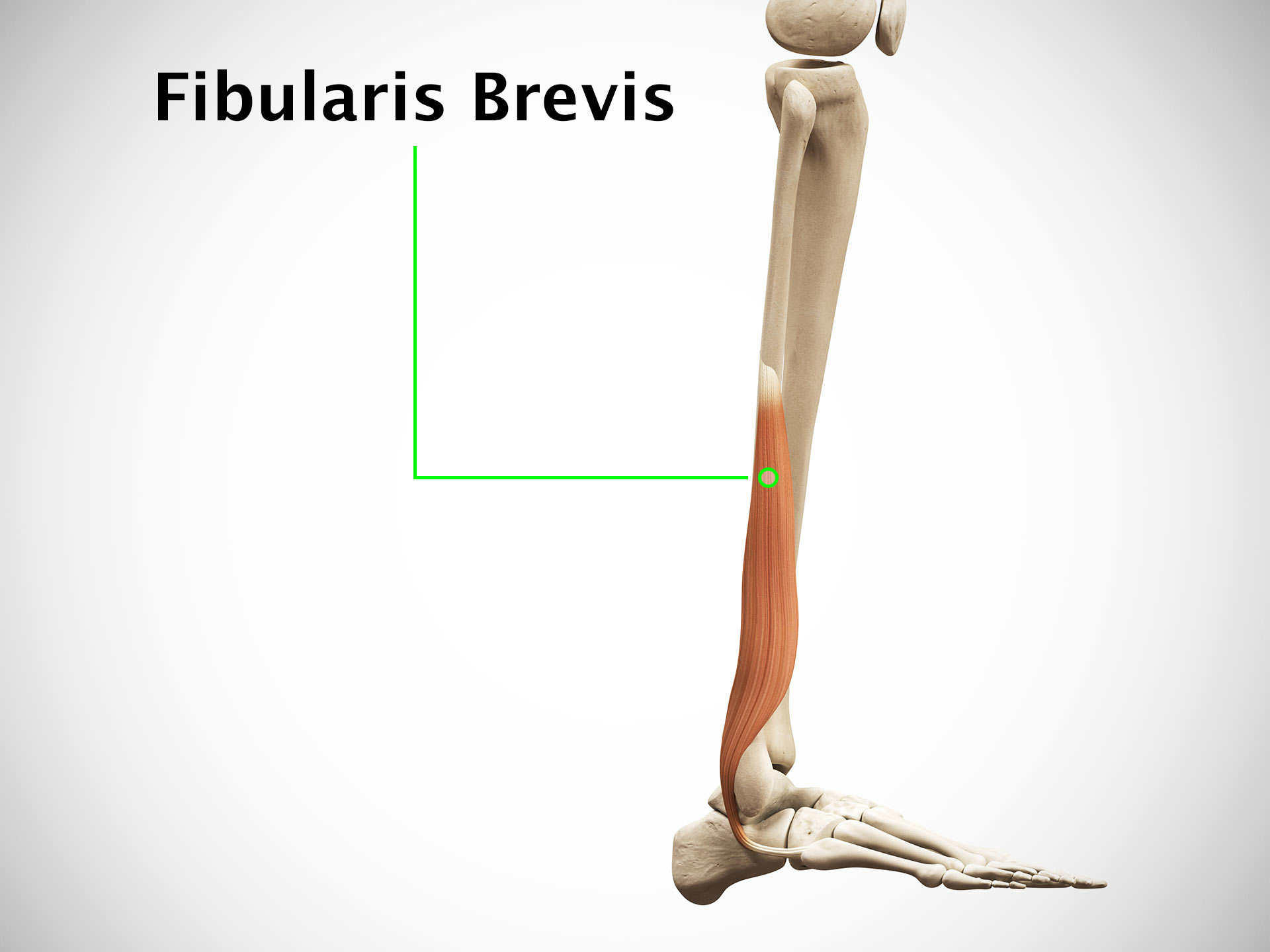 FIBULARIS BREVIS