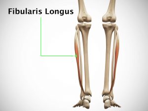 FIBULARIS LONGUS