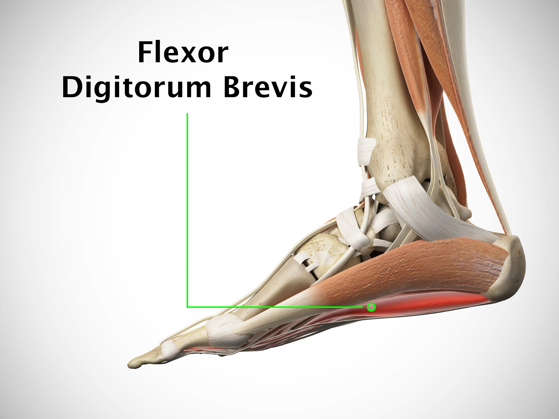 FLEXOR DIGITORUM BREVIS