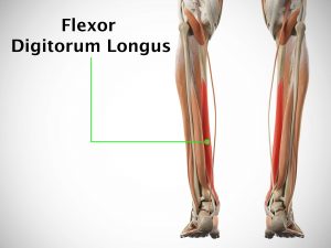 FLEXOR DIGITORUM LONGUS