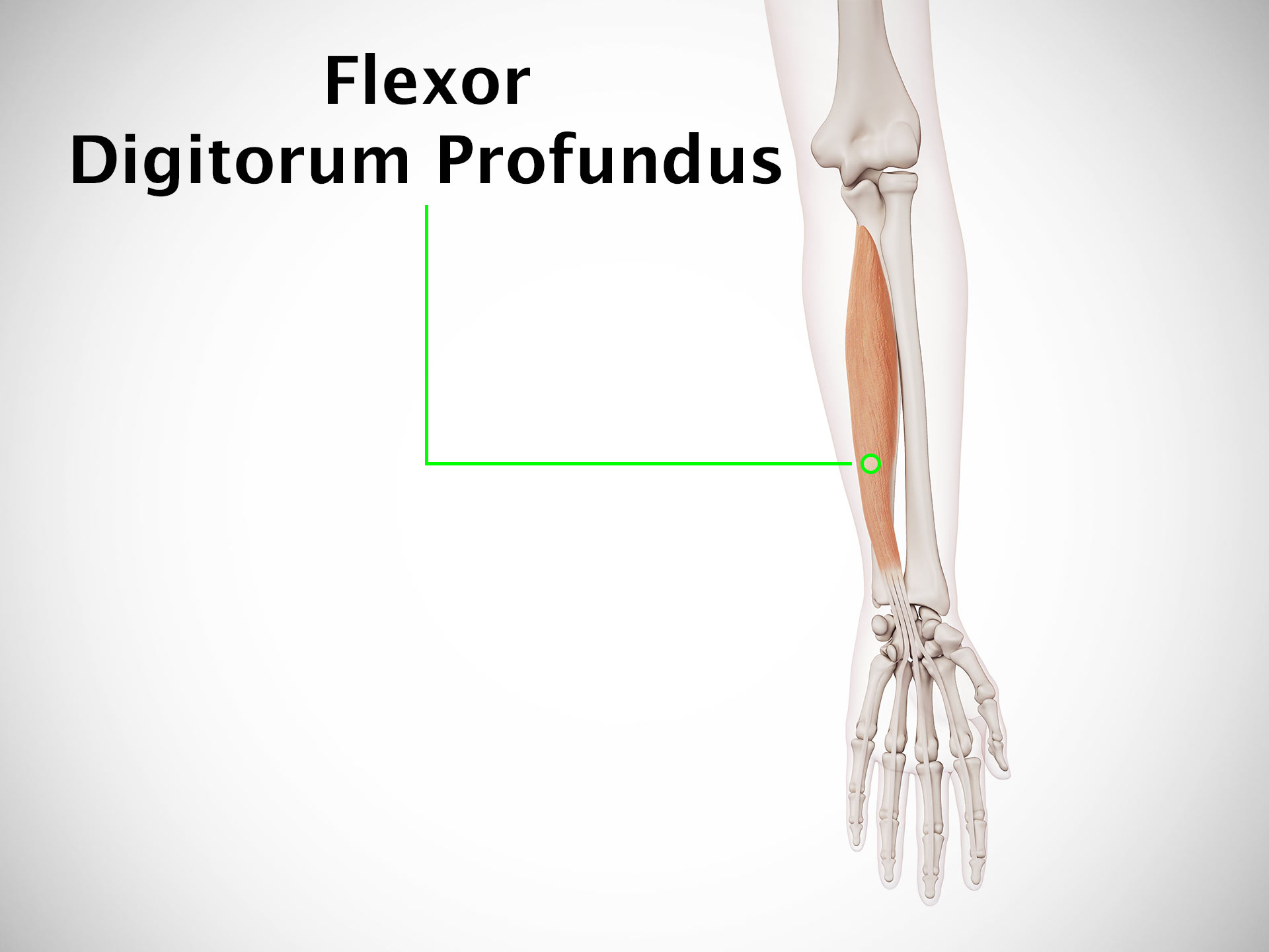 FLEXOR DIGITORUM PROFUNDUS