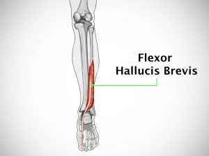 FLEXOR HALLUCIS LONGUS