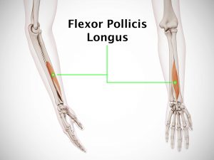 FLEXOR POLLICIS LONGUS