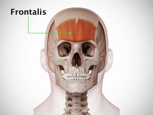 FRONTALIS