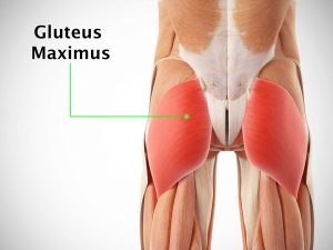 GLUTEUS MAXIMUS