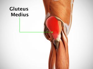 GLUTEUS MEDIUS