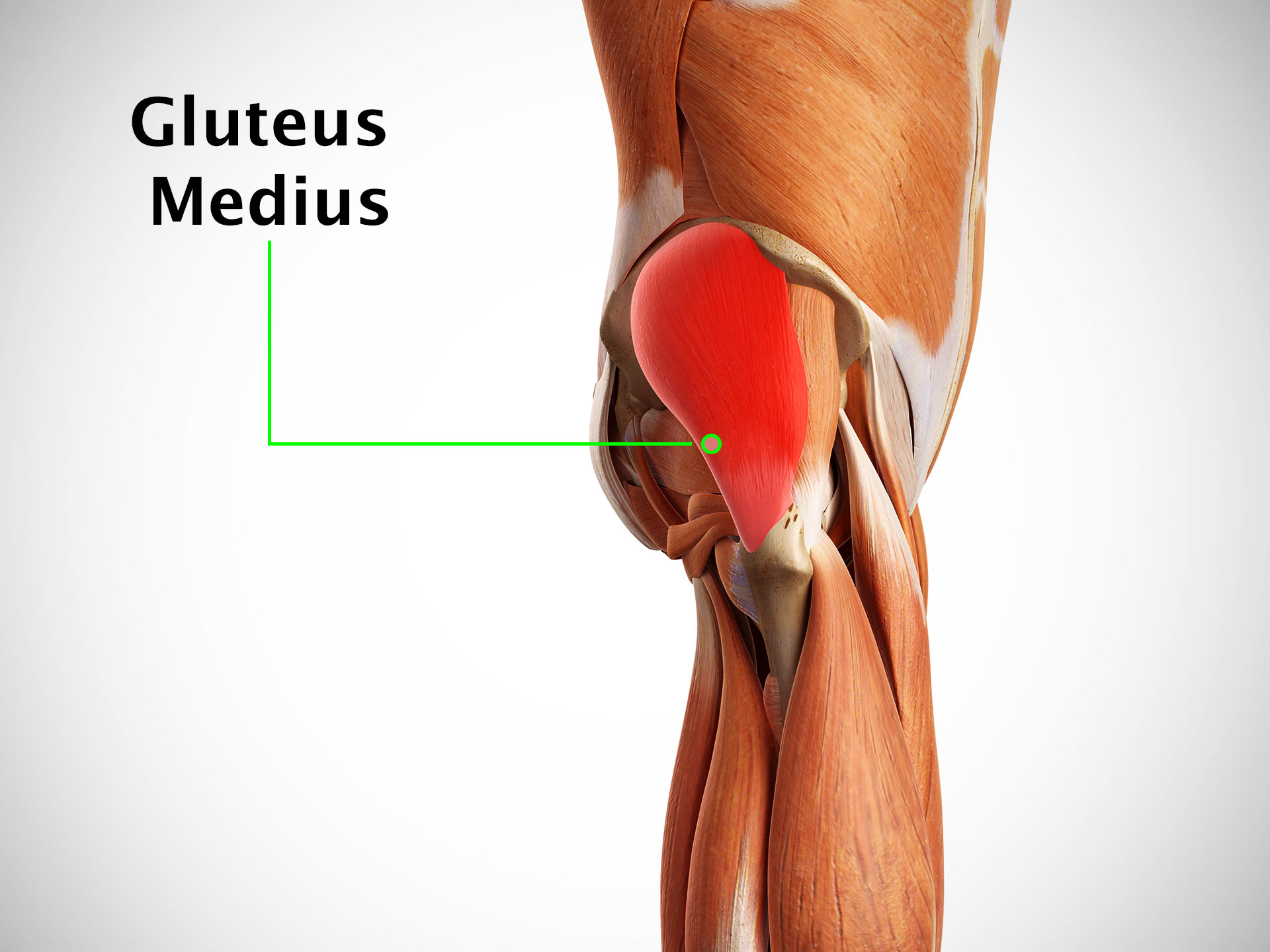 GLUTEUS MEDIUS