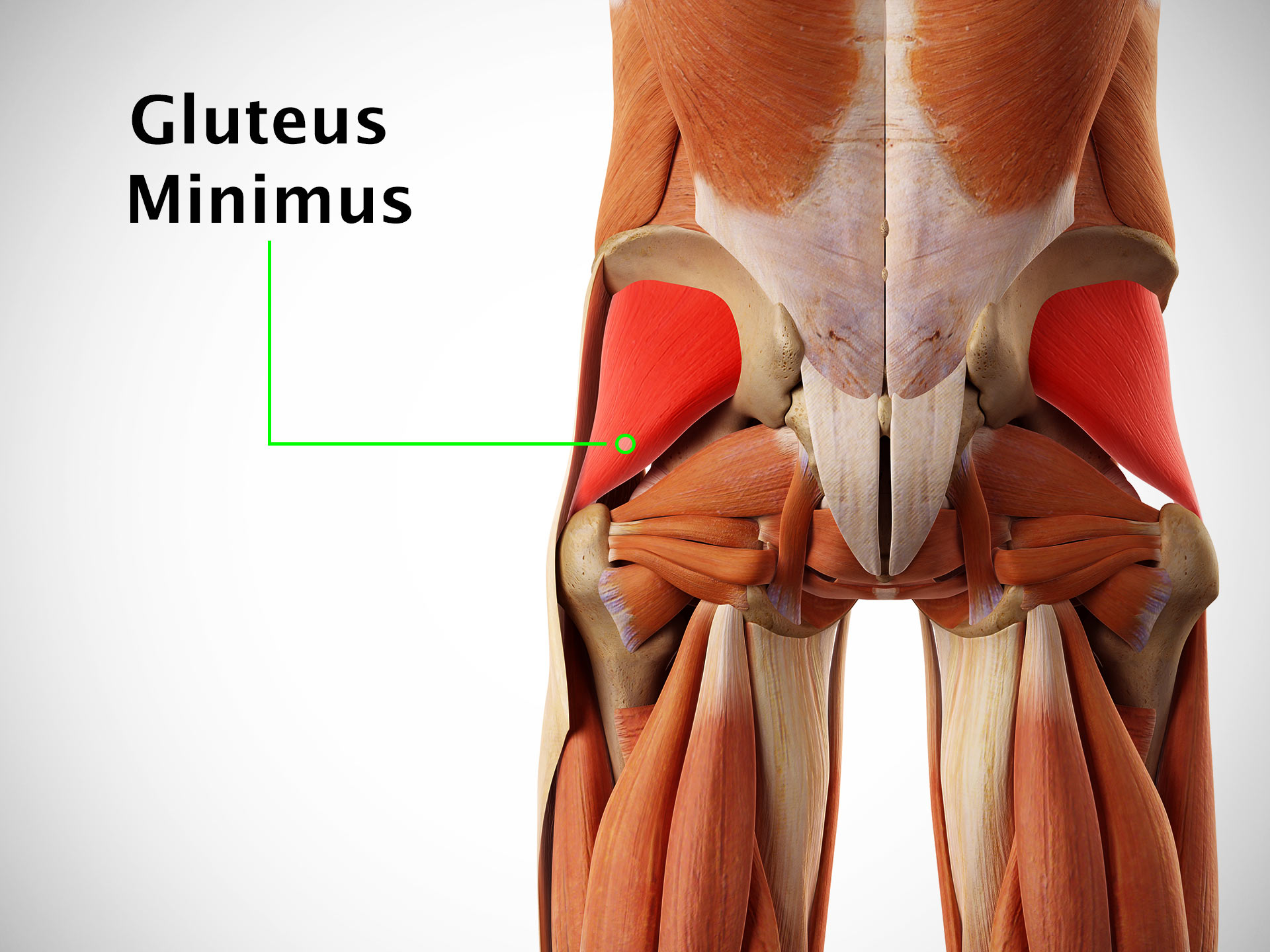 GLUTEUS MINIMUS