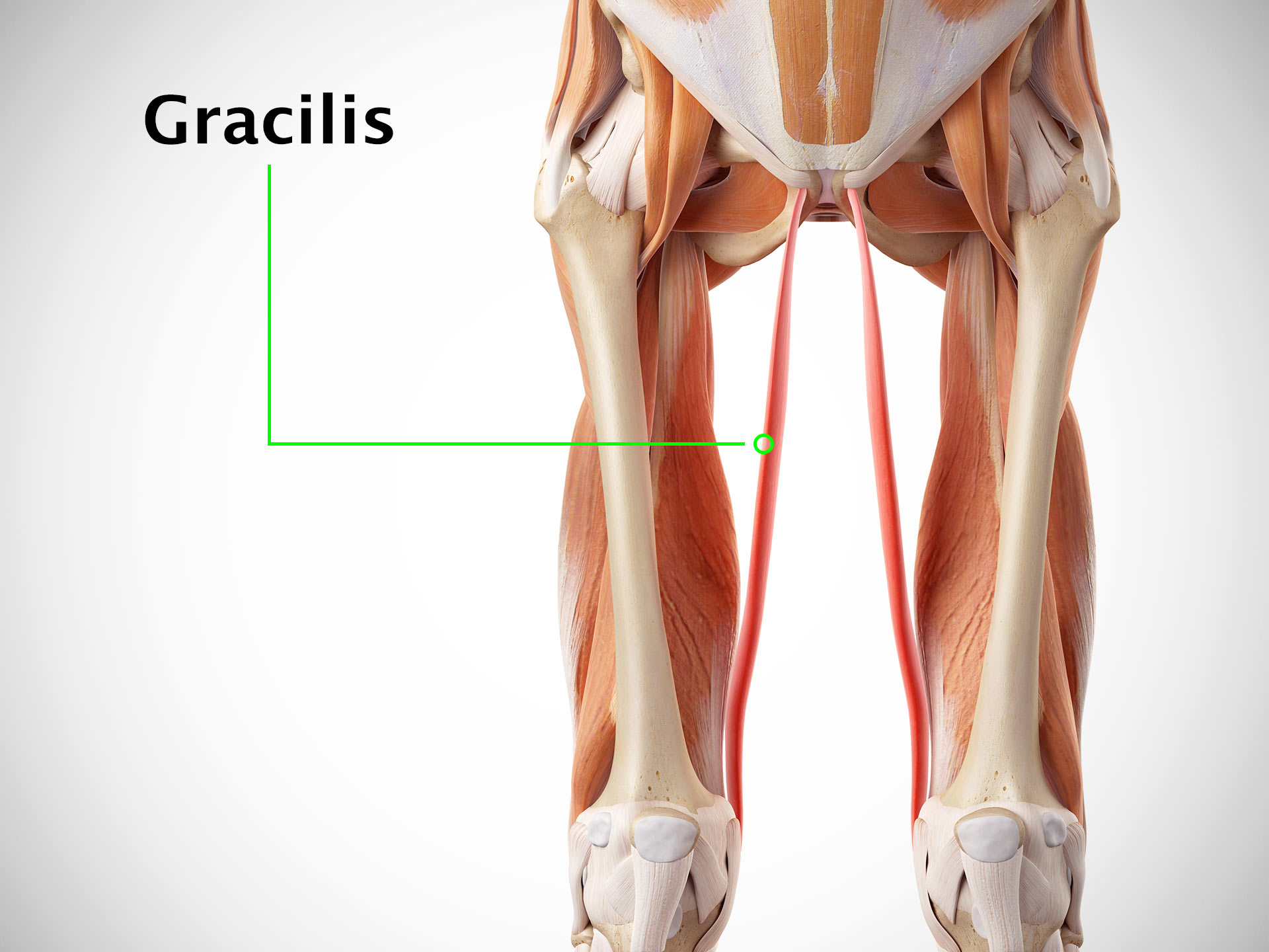 GRACILIS