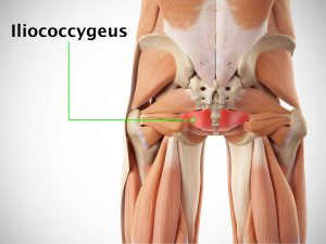 ILIOCOCCYGEUS