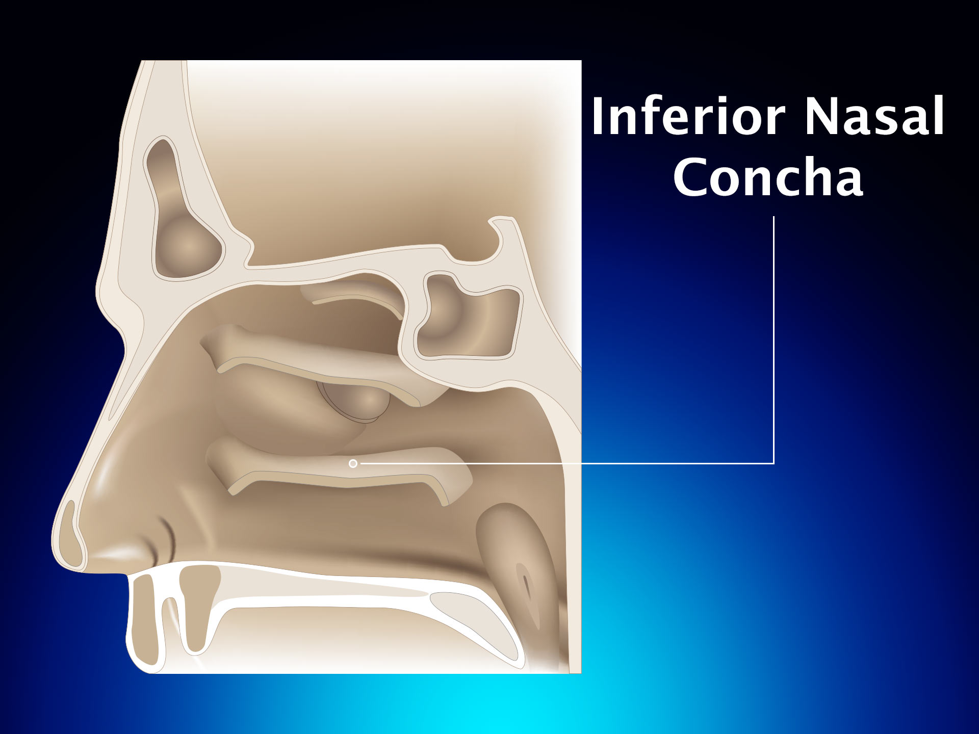 INFERIOR NASAL CONCHA