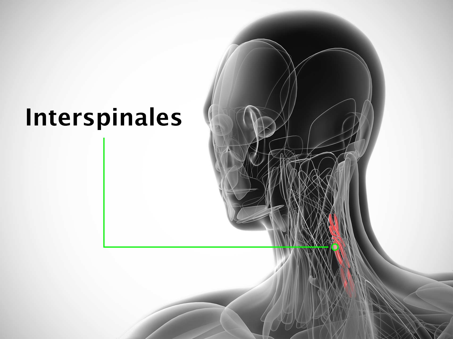 INTERSPINALES