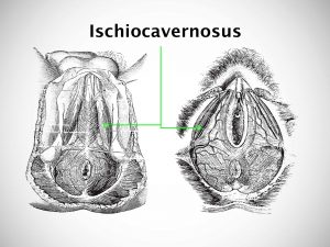 ISCHIOCAVERNOSUS