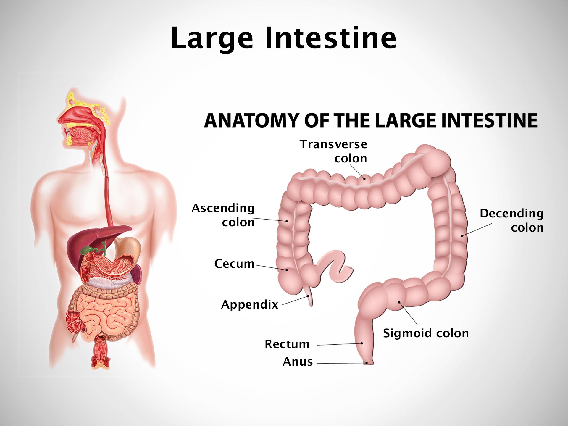 LARGE INTESTINE