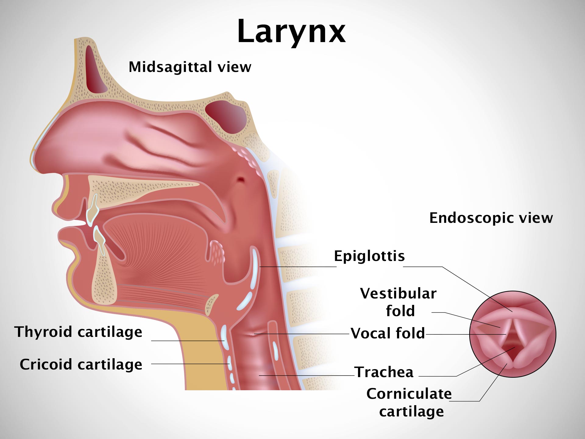 LARYNX