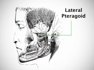 LATERAL PTERYGOID