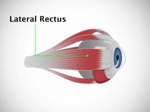 LATERAL RECTUS