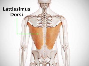 LATISSIMUS DORSI