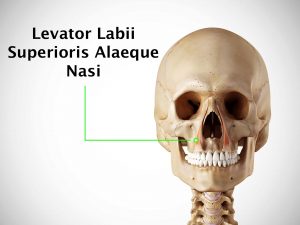 LEVATOR LABII SUPERIORIS ALAEQUE NASI MUSCLE