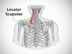 LEVATOR SCAPULAE