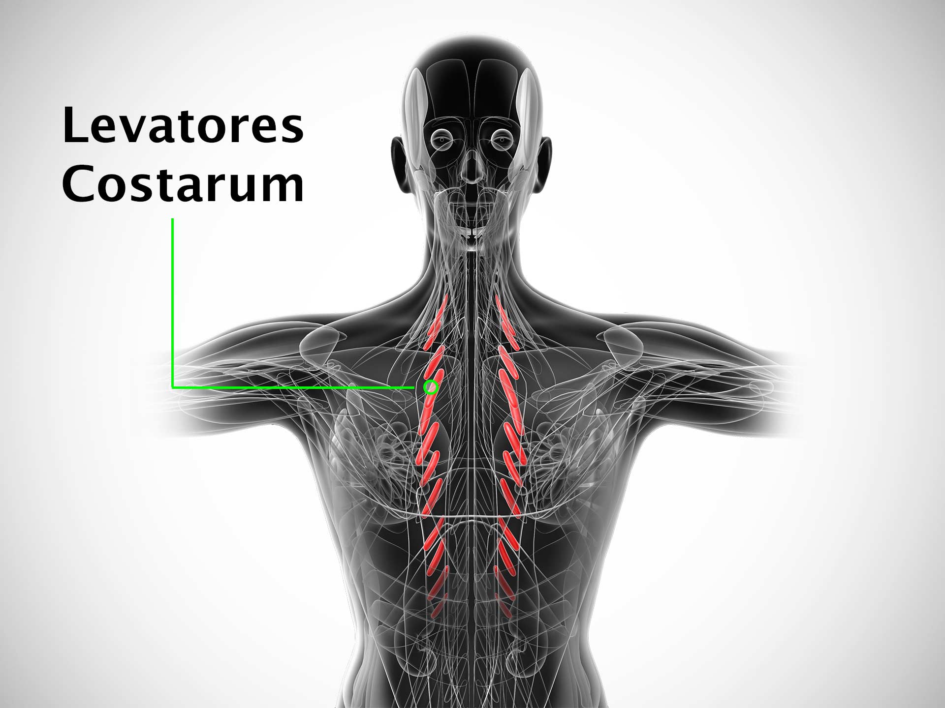 LEVATORES COSTARUM